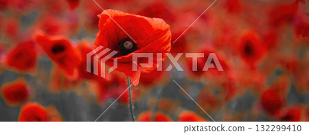 World War remembrance day. Red poppy is symbol of remembrance to those fallen in war World War remembrance day. Red poppy is symbol of remembrance to those fallen in war 132299410
