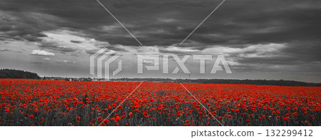 World War remembrance day. Red poppies in the field. background imagery for remembrance or armistice day 132299412