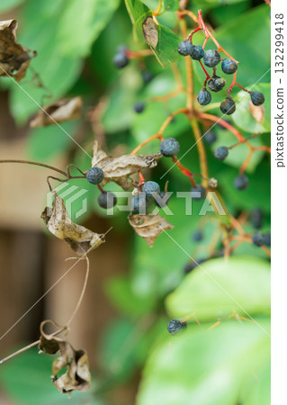 懷舊風景 圖片 懷舊風景 圖片 132299418