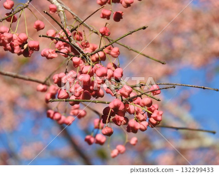 Mayumi的果實 132299433