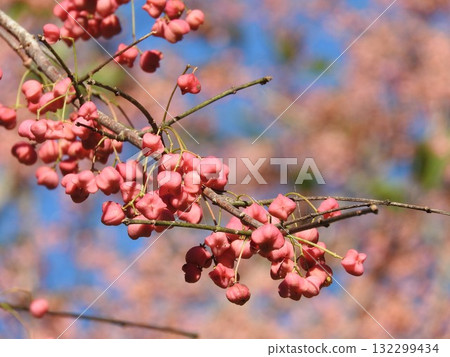 Mayumi's fruit 132299434