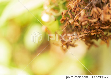 懷舊風景 圖片 132299677