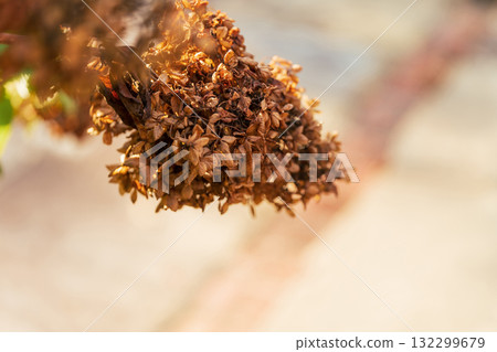 懷舊風景 圖片 132299679