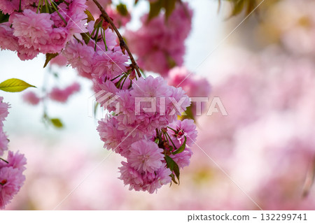 lush cherry blossom in spring. delicate pink flower petals. closeup of japanese kanzan sakura. hanami holidays in uzhhorod, ukraine. romantic season. nature background with flowering plant in april lush cherry blossom in spring. delicate pink flower petals. closeup of japanese kanzan sakura. hanami holidays in uzhhorod, ukraine. romantic season. nature background with flowering plant in april 132299741