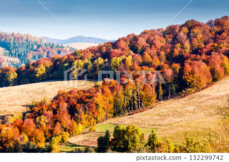 autumnal countryside of carpathian mountains. beautiful landscape of ukraine in morning light. scenery with trees in colorful foliage and meadows on rolling hills. wonderful place for photography autumnal countryside of carpathian mountains. beautiful landscape of ukraine in morning light. scenery with trees in colorful foliage and meadows on rolling hills. wonderful place for photography 132299742