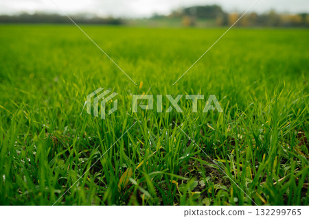 Winter wheat field with young green shoots in autumn countryside Winter wheat field with young green shoots in autumn countryside 132299765