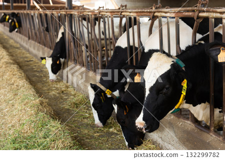 Cows feeding on hay in barn 132299782