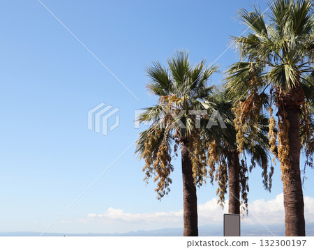 Palm trees against blue sky. Palm trees at tropical coast, beautiful nature scenery. Relaxing environment, palms beach landscape in summer sunny day. Palm trees against blue sky. Palm trees at tropical coast, beautiful nature scenery. Relaxing environment, palms beach landscape in summer sunny day. 132300197