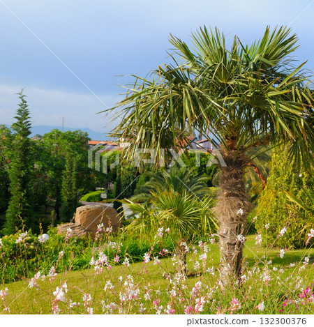 Lush Tropical Garden with Palm Tree and Wildflowers Lush Tropical Garden with Palm Tree and Wildflowers 132300376