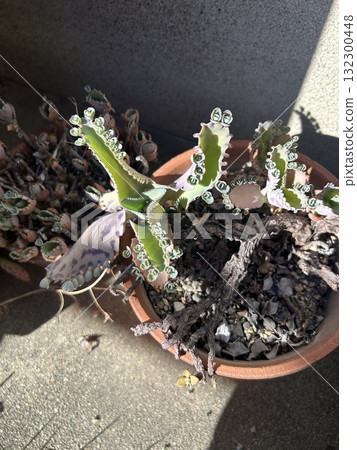 花盆裡種植的植物 花盆裡種植的植物 132300448