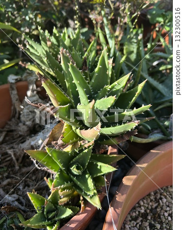 grown cactus 132300516