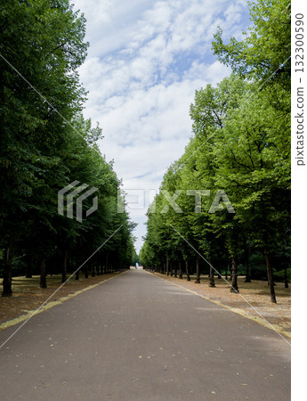 tree in the park and walkway tree in the park and walkway 132300590