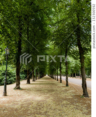 alley in beautiful park alley in beautiful park 132300592