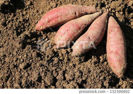 Freshly dug sweet potatoes Freshly dug sweet potatoes 132300802