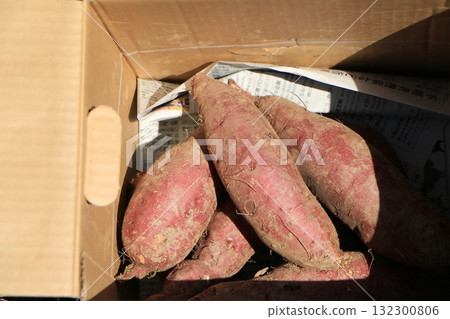 甘藷收穫 132300806