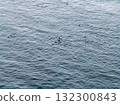 Aerial view of common dolphins feeding above huge dragnet in Donegal Bay, Ireland 132300843