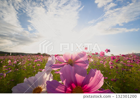 Pink cosmos shining through the backlight and the majestic autumn sky Pink cosmos shining through the backlight and the majestic autumn sky 132301200