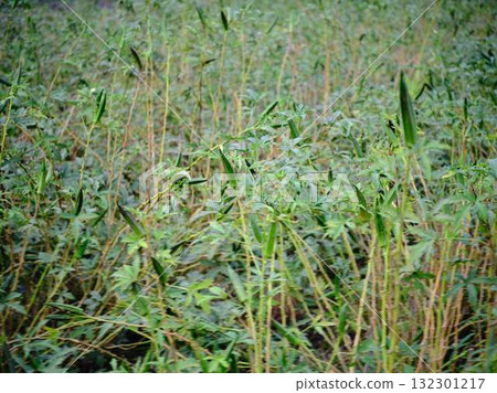 Okrafield Okrafield 132301217