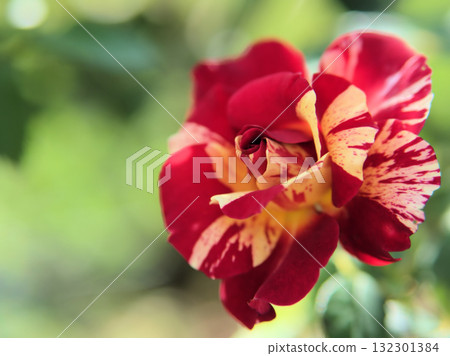 十月盛開的紅玫瑰“莫里斯·鬱特里羅” 十月盛開的紅玫瑰“莫里斯·鬱特里羅” 132301384