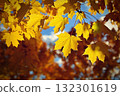 Beautiful autumn background. Colorful leaves on trees in fall time. Concept for nature and landscape. 132301619