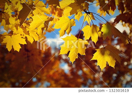 Beautiful autumn background. Colorful leaves on trees in fall time. Concept for nature and landscape. Beautiful autumn background. Colorful leaves on trees in fall time. Concept for nature and landscape. 132301619