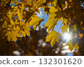 Beautiful autumn background. Colorful leaves on trees in fall time. Concept for nature and landscape. 132301620