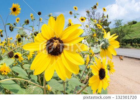 Sunflowers in Akeno, Yamanashi Prefecture Sunflowers in Akeno, Yamanashi Prefecture 132301720