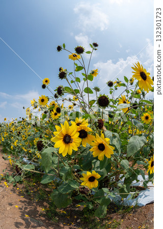 Sunflowers in Akeno, Yamanashi Prefecture 132301723