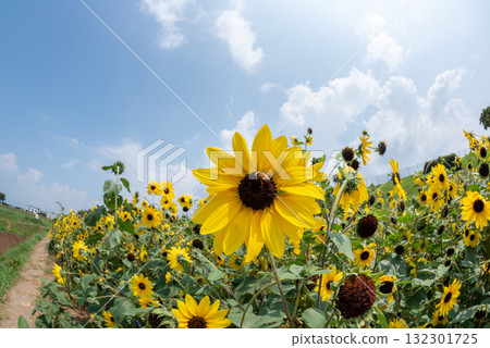 Sunflowers in Akeno, Yamanashi Prefecture Sunflowers in Akeno, Yamanashi Prefecture 132301725