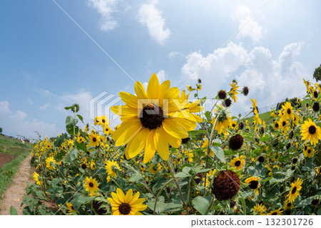 Sunflowers in Akeno, Yamanashi Prefecture Sunflowers in Akeno, Yamanashi Prefecture 132301726