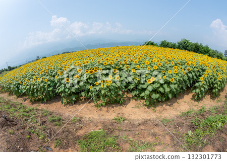 Sunflowers in Akeno, Yamanashi Prefecture Sunflowers in Akeno, Yamanashi Prefecture 132301773