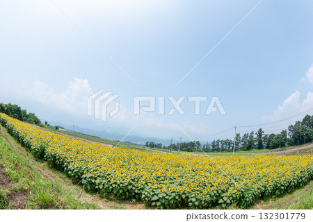 Sunflowers in Akeno, Yamanashi Prefecture 132301779