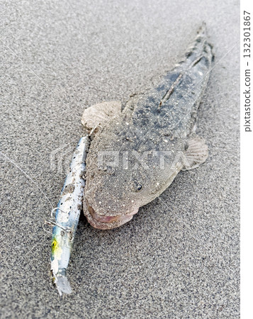 Light shore jigging - freshly caught flathead 132301867