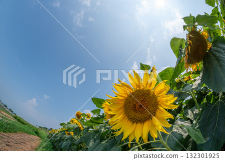 Sunflowers in Akeno, Yamanashi Prefecture Sunflowers in Akeno, Yamanashi Prefecture 132301925