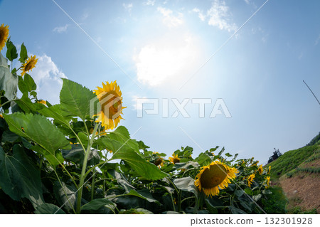 Sunflowers in Akeno, Yamanashi Prefecture Sunflowers in Akeno, Yamanashi Prefecture 132301928