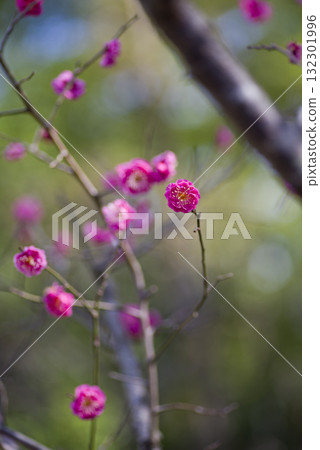 Pink plum blossoms are in bloom in the plum garden. Pink plum blossoms are in bloom in the plum garden. 132301996