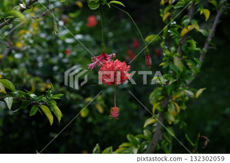 單輪 Furin Bussouge 132302059