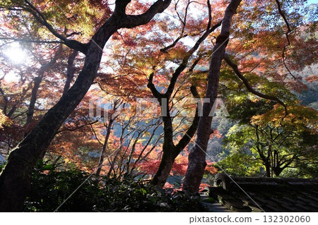 染成秋天的落葉 132302060