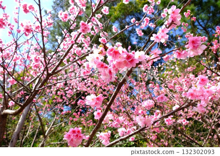 Kanahazakura blooms earliest in Japan 132302093