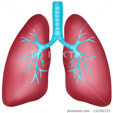 Anatomy of a Healthy Human Lung, Hand-drawn Watercolor Illustration 132302115