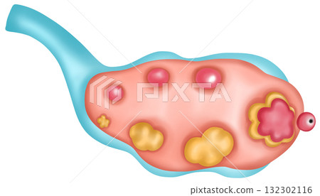 ovary cross-section isolated, Hand-drawn Watercolor Illustration 132302116