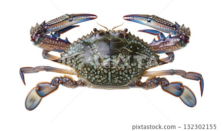 Close view of a blue crab, showcasing its distinctive blue and green shell. The crab's claws and legs are extended, emphasizing its vibrant appearance and texture. 132302155