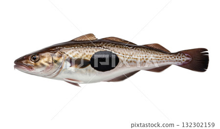 Haddock fish, known for its unique dark blotch, is presented on a transparent background. This species is commonly found in the North Atlantic Ocean and is popular in culinary dishes. Haddock fish, known for its unique dark blotch, is presented on a transparent background. This species is commonly found in the North Atlantic Ocean and is popular in culinary dishes. 132302159