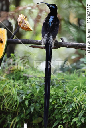 Taiwanese bear owl 132302217