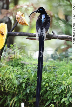 Taiwanese bear owl 132302220