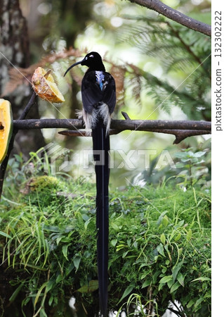 Taiwanese bear owl 132302222