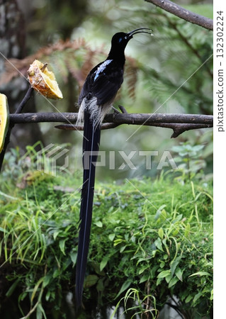 台灣熊貓頭鷹 台灣熊貓頭鷹 132302224