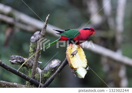 Onaga Papua Inko 132302244