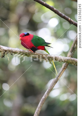 Onaga Papua Inko Onaga Papua Inko 132302245