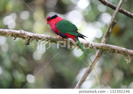 Onaga Papua Inko 132302246